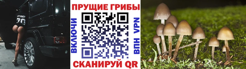 наркошоп  Рассказово  Псилоцибиновые грибы Psilocybe 